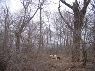 nest and cow